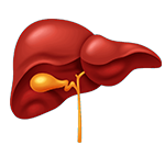 liver
